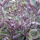 Vitex trifolia 'Purpurea' 50-60 cm 13L