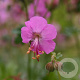 Geranium cant. 'Berggarten' GM P9