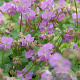 Geranium cant. 'Cambridge' GM P9