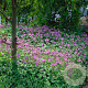 Geranium cant. 'Cambridge' GM P9