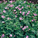 Geranium endressii GM P9