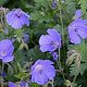 Geranium 'Femme Fatale' GM P9