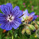 Geranium ibericum jubatum GM P9