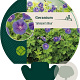 Geranium 'Johnson's Blue' GM P9