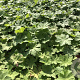 Geranium 'Johnson's Blue' GM P9