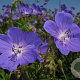 Geranium 'Johnson's Blue' GM P9