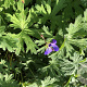 Geranium 'Johnson's Blue' GM P9