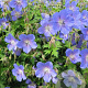 Geranium 'Johnson's Blue' GM P9