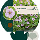 Geranium 'Joy' GM P9