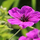 Geranium 'JS Matu Vu' GM P9