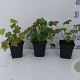 Geranium macr. 'Czakor' GM P9