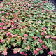 Geranium macr. 'Spessart' GM P9