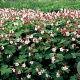 Geranium macr. 'Spessart' GM P9