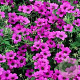 Geranium 'Patricia' GM P9