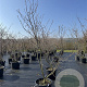 Amelanchier lamarckii 250-300 cm 50L meerstammig