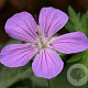Geranium 'Purple Rain' GM P9