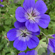 Geranium Rozanne GM P9