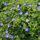Geranium Rozanne GM P9