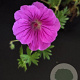 Geranium sang. 'Shooting Star' GM P9