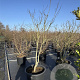 Cercis chinensis 'Shirobana' 175-200 cm cont. 80L