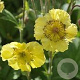 Geum 'Lisanne' GM P9