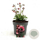 Geum Tempo Rose GM 2,0L