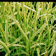 Glyceria maxima 'Variegata' GM P9