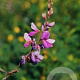 Desmodium canadense GM P9 BIO