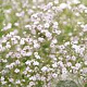 Gypsophila 'Rosenschleier' GM P9