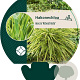 Hakonechloa macra 'Albostriata' GM P9