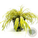 Hakonechloa macra 'Aureola' GM C5