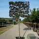 Fagus syl. 'Atropunicea' 200 cm stam cont. 110L 18-20 leiboom