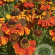 Helenium 'Sahin's Early Flowerer' GM 2,0L