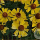 Helenium 'Wesergold' GM P9