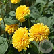 Helianthus dec. 'Sunshine Daydream' GM P9