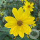Helianthus microcephalus GM P9