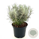 Helichrysum italicum serotinum 25-30 cm 2,0L