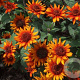 Heliopsis h. 'Luna Roja' GM P9