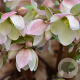 Helleborus 'Ivory Prince' GM  P11