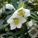 Helleborus niger GM P9