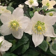 Helleborus niger GM P9