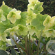 Helleborus n. 'Snow Love' GM  P11