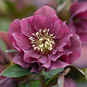 Helleborus o. 'Double Ellen Red' GM P9