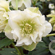 Helleborus o. 'Double Ellen White' GM P9