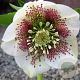 Helleborus o. 'White Spotted' GM P9