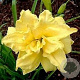 Hemerocallis 'Double River Wye' GM P9