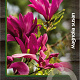 Magnolia 'Susan' 100-125 cm 30L