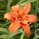 Hemerocallis fulva kwanso GM P9