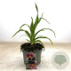 Hemerocallis 'Little Missy' GM 2,0L