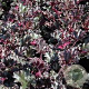 Heuchera 'Dark Secret' GM P9